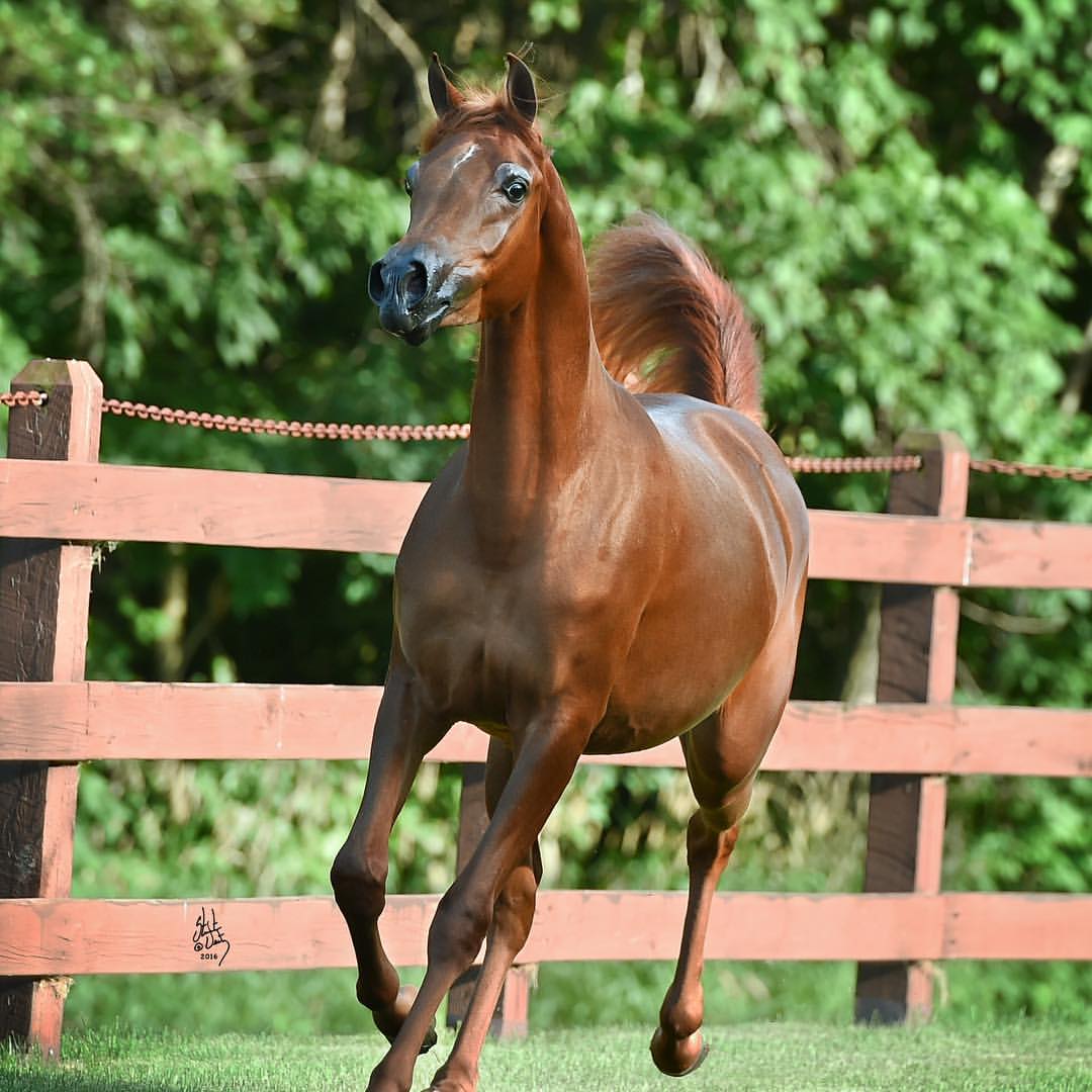 Jood Al Ulia - Arabian Chestnut Mare